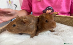 Guinea Pig rodents for sale: Boy baby guinea pigs - well handled  - Image 4