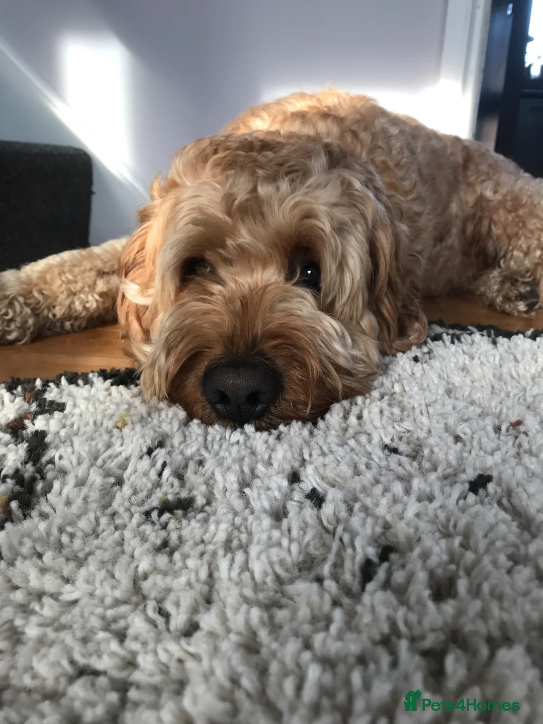 Goldendoodle dogs for sale: Our Golden Doodle to rehome. in Birmingham - Advert 1