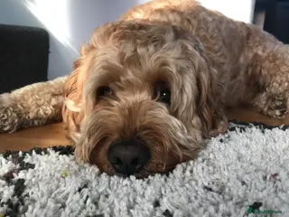 Goldendoodle dogs Our Golden Doodle to rehome. - Advert 1