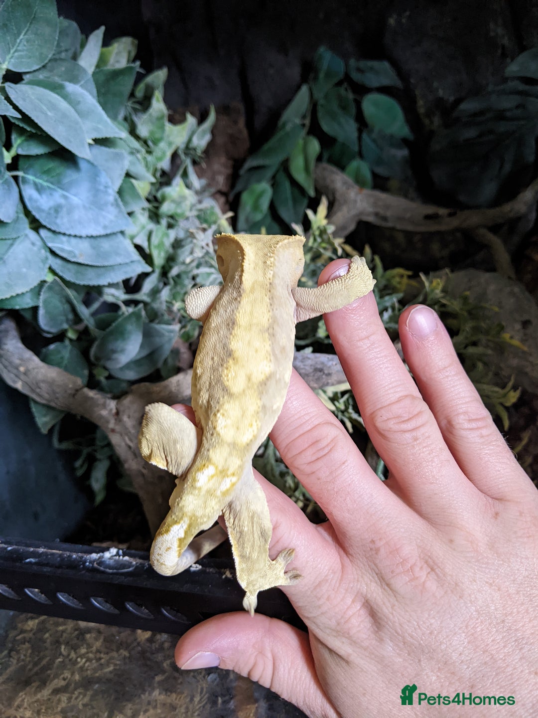 Gecko reptiles for sale: Adult Male Crested Gecko with setup - Image 2