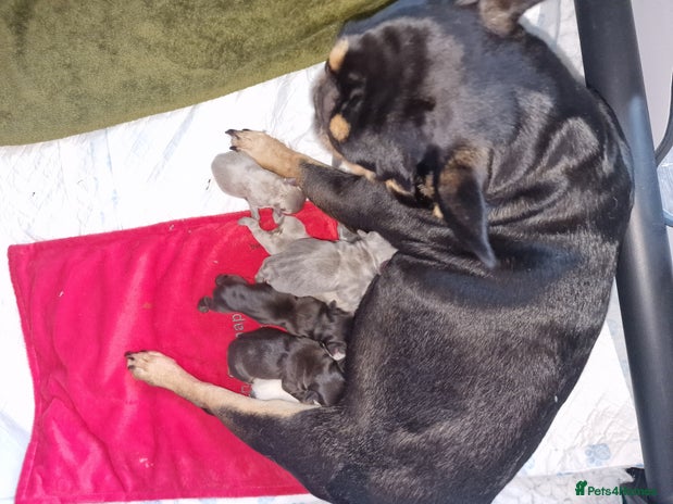 French Bulldog dogs - Advert 2