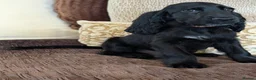 Cocker Spaniel dogs for sale: Health Tested KC Reg Showline Cocker Spaniel Pups - Advert 13