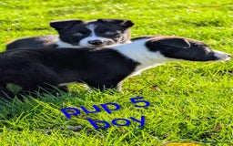 Border Collie dogs for sale: Farm bred collie pups - Image 7