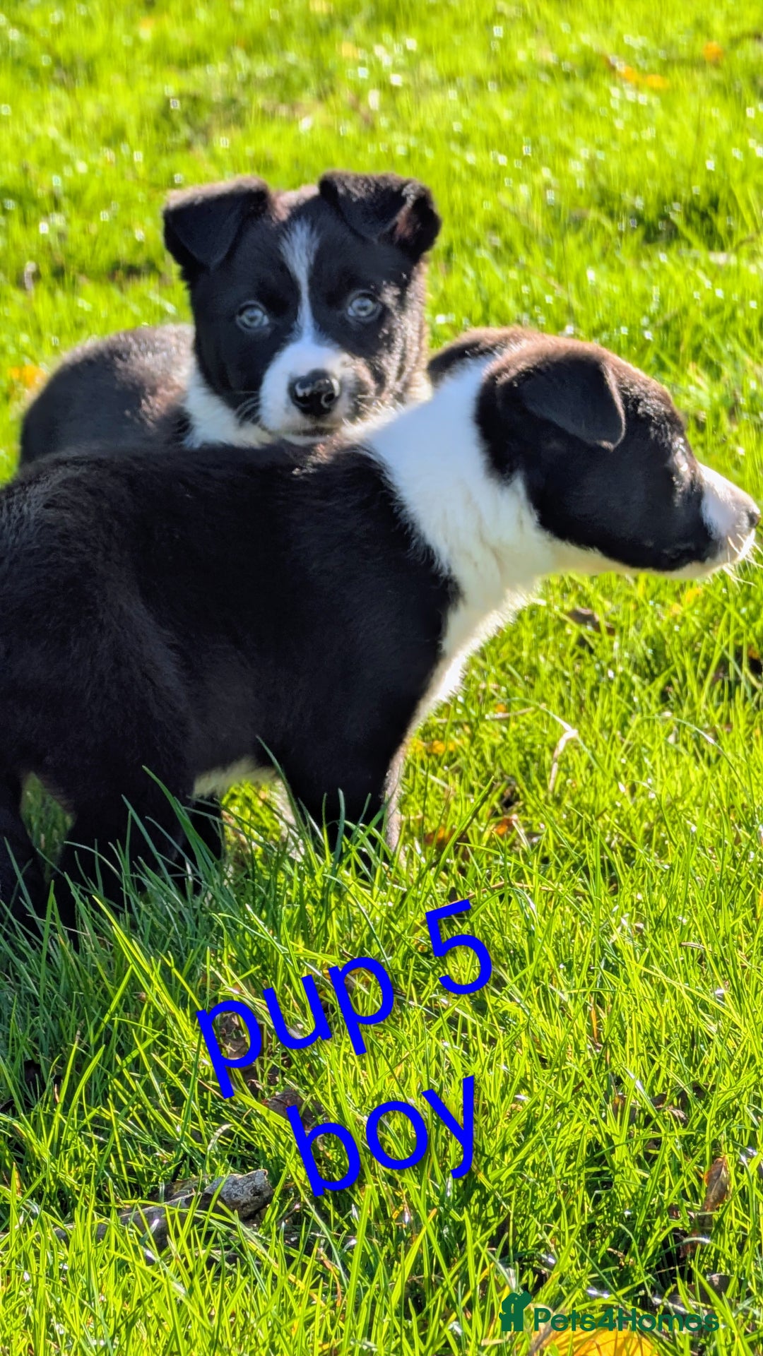 Border Collie dogs for sale: Farm bred collie pups - Image 7
