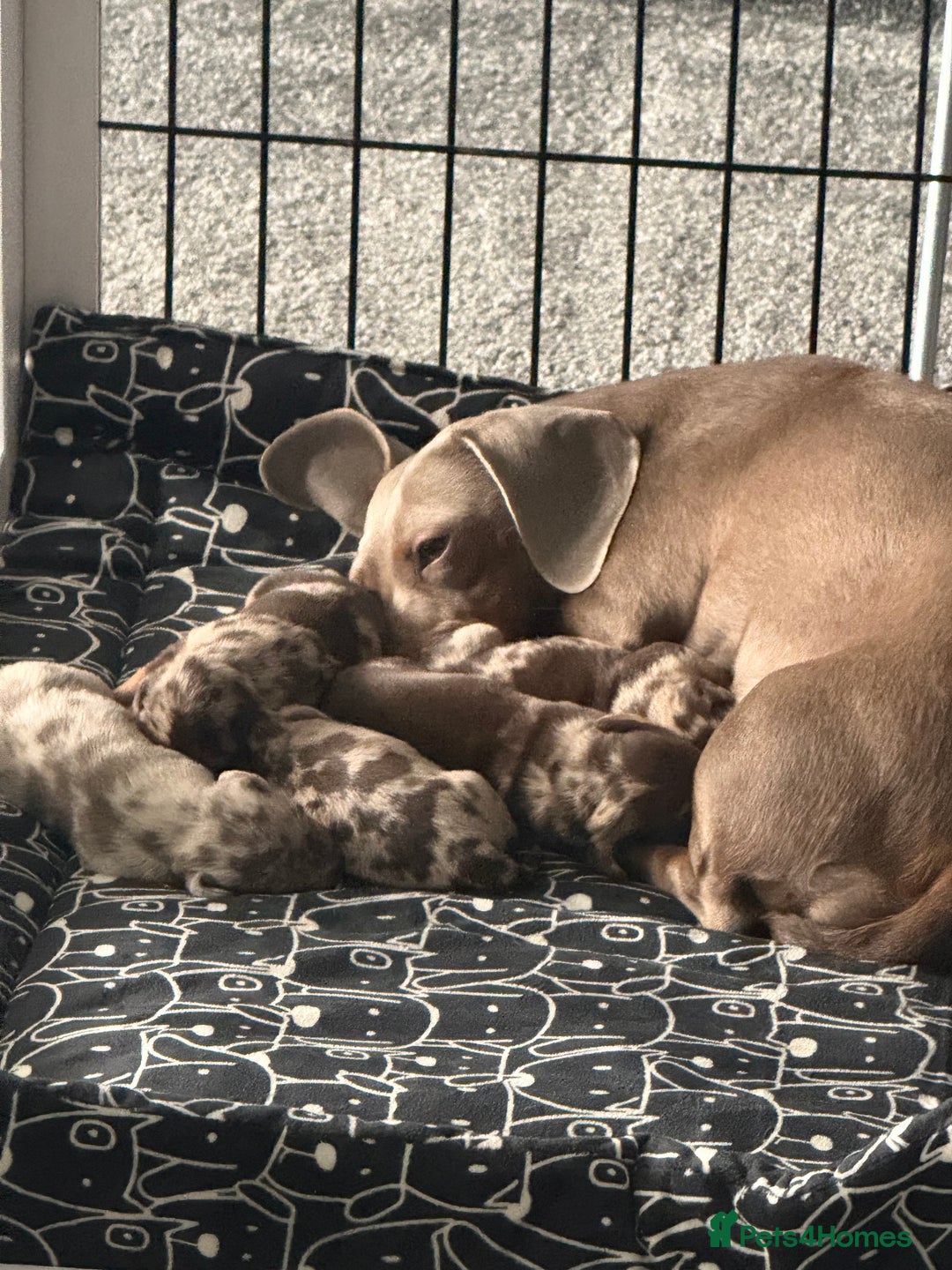 Dachshund dogs for sale: Dapple Dachshund Puppies - Image 9