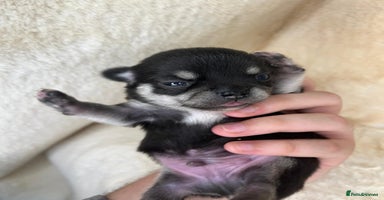 Chihuahua dogs - Advert 6