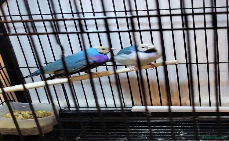 Finches birds - Advert 1