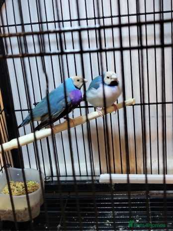 Finches birds - Advert 3