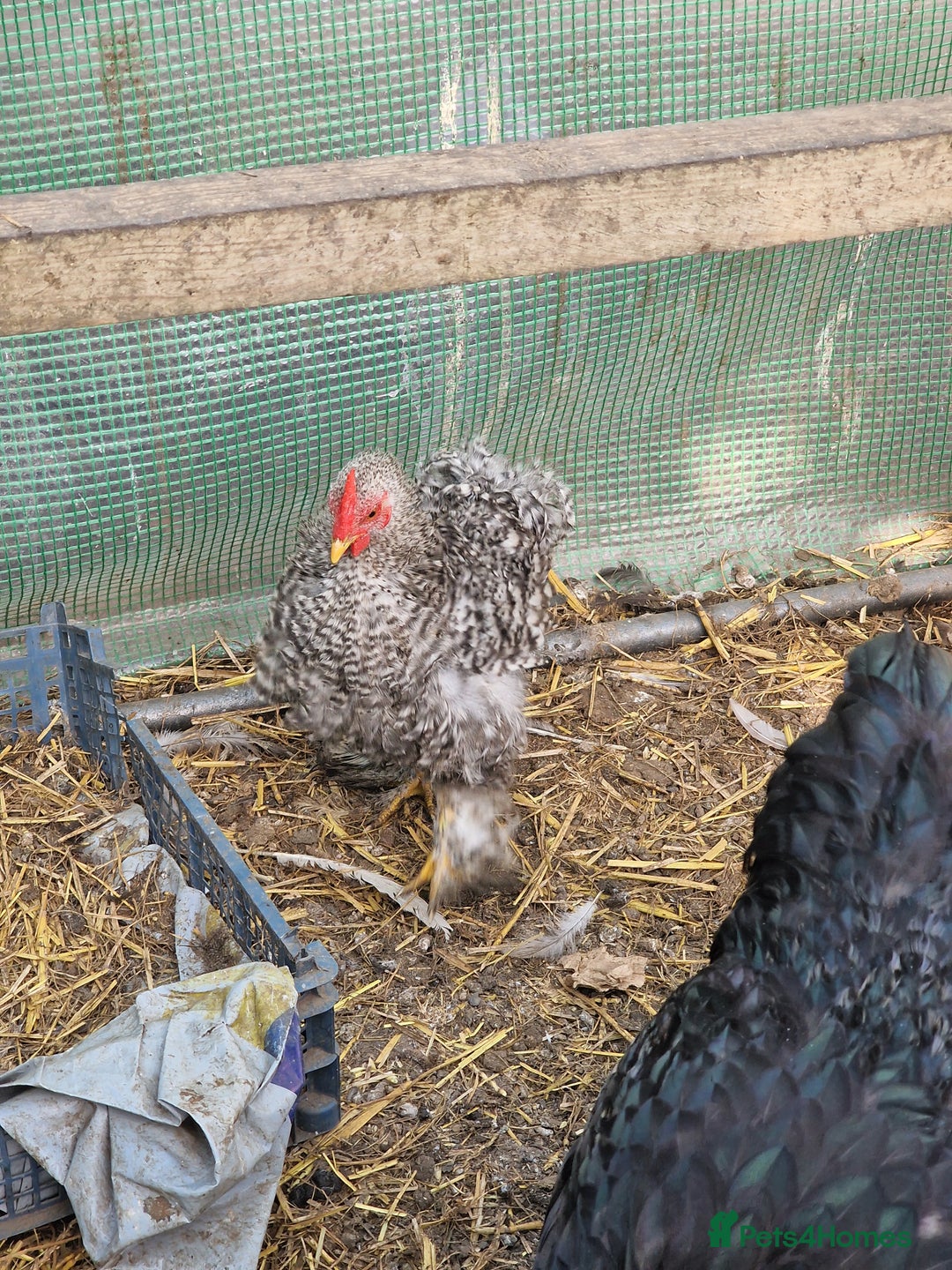 Chickens poultry for sale: Point of Lay hens Jersey Giants, Pekin & Olive egg - Image 18