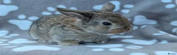 Mini Lop rabbits for sale: Mini Lop Rabbits - Advert 15