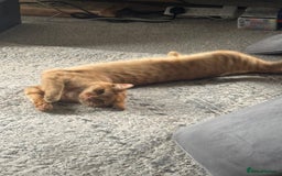 British Shorthair cats for sale: Milo, a short-haired ginger cat seeks loving home - Image 10