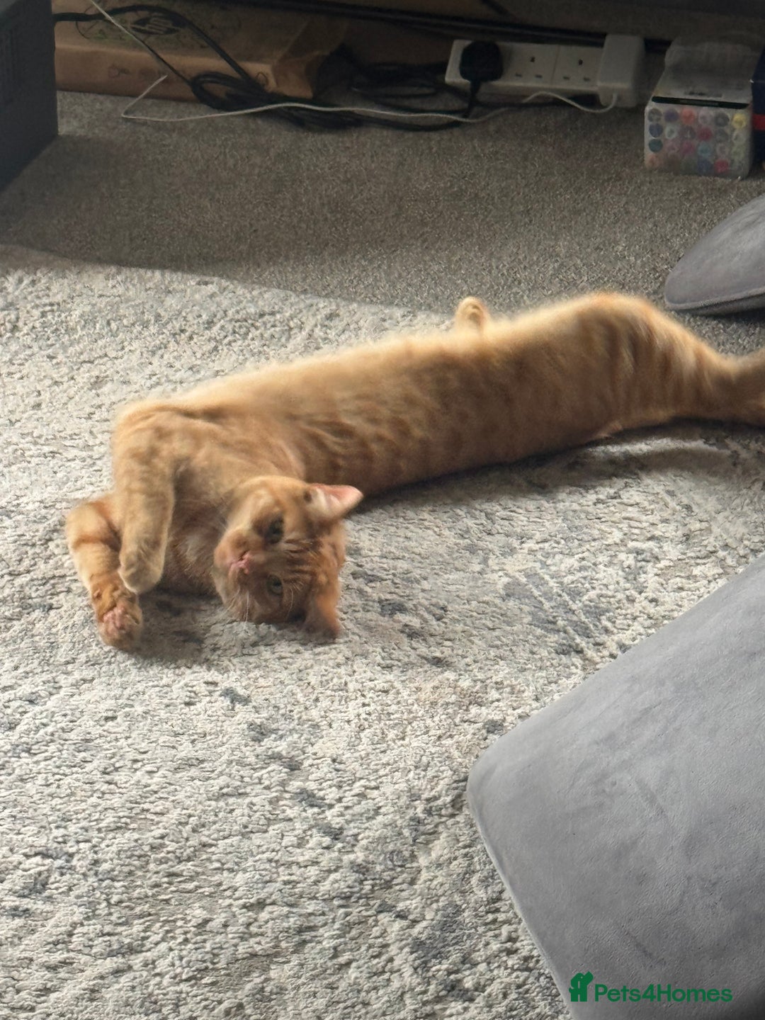 British Shorthair cats for sale: Milo, a short-haired ginger cat seeks loving home - Image 10