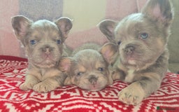 French Bulldog dogs for sale:  🐾READY FOR NEW HOMES NOW Isabella&Tan Boys🏡🐾 - Image 1
