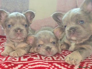 French Bulldog dogs - Advert 6