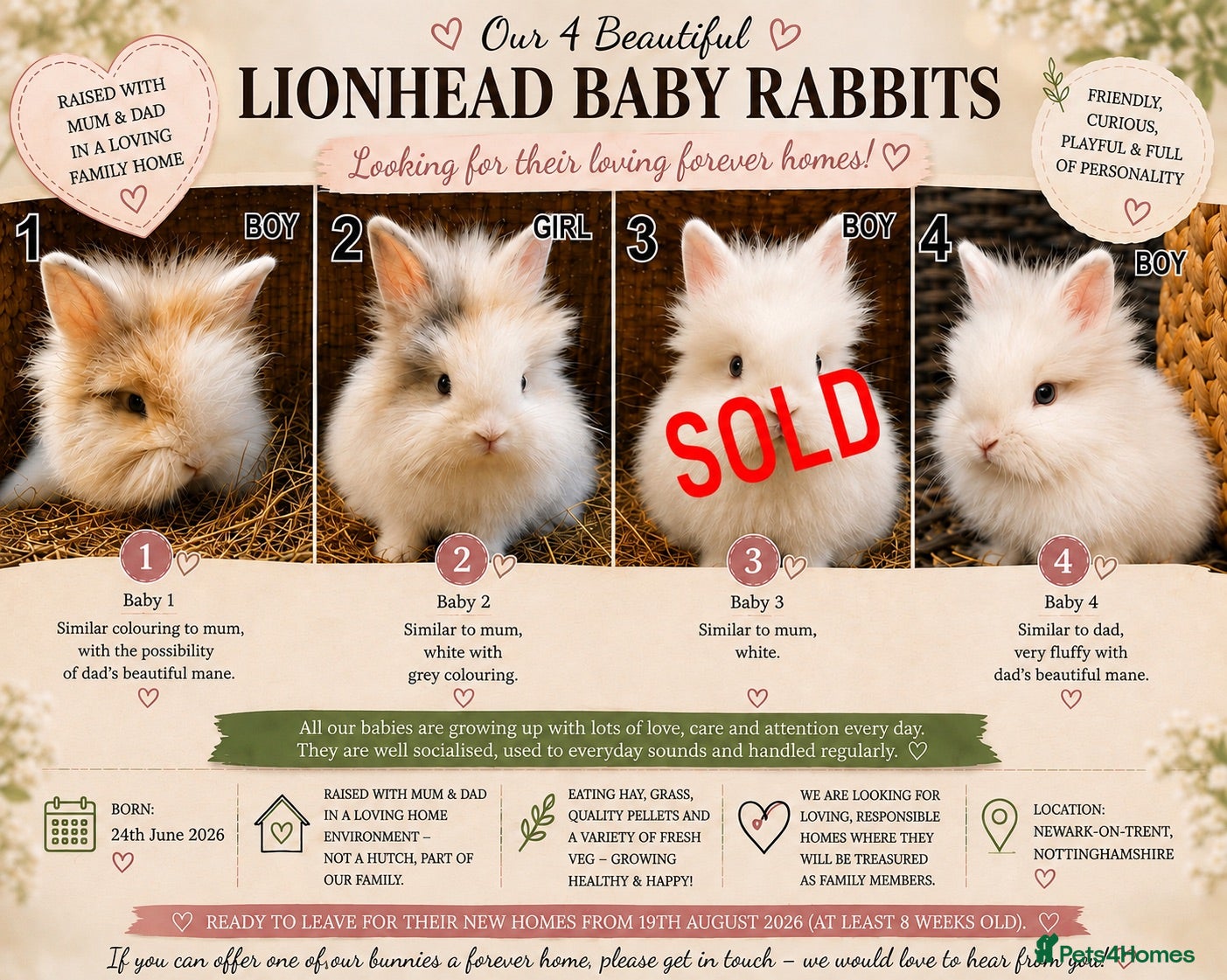 Lionhead rabbits Beautiful Lionhead Baby Rabbits❤️ - Advert 1