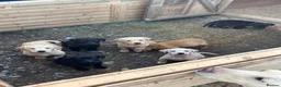 Labrador Retriever dogs for sale: Labrador Puppies - Advert 4
