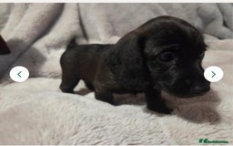 Doxiepoo dogs for sale: Doxipoo  - Image 10