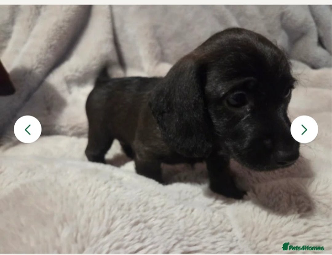 Doxiepoo dogs for sale: Doxipoo  - Image 10