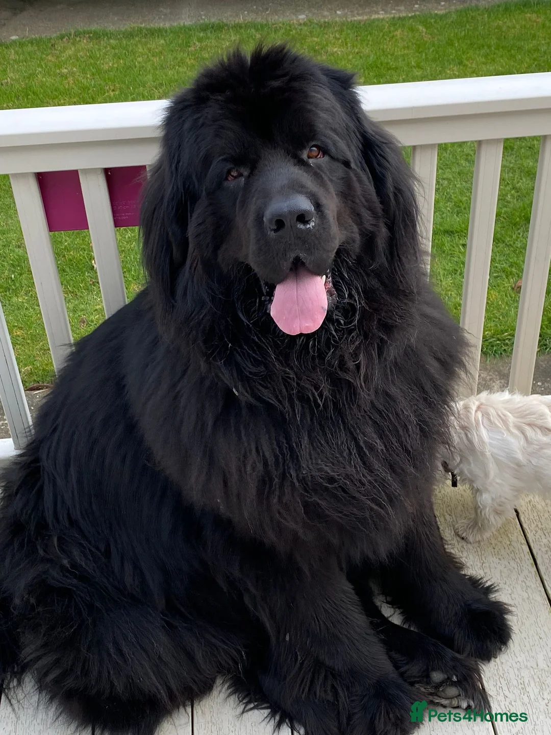 Newfoundland dogs for stud: Newfoundland stud in Doncaster - Advert 8
