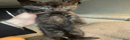 Persian cats for sale: Mixed breed Persian kittens - Advert 13