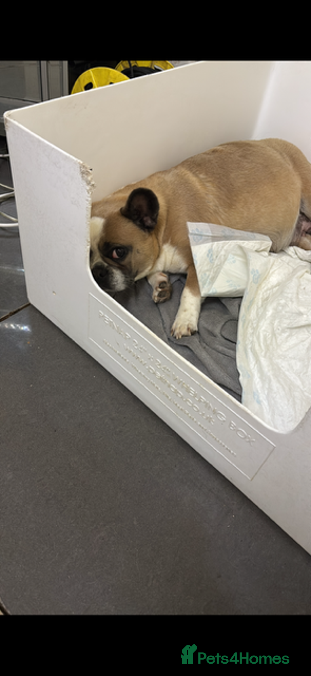 French Bulldog dogs for sale: Female French bulldog  - Advert 12