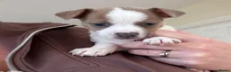 Jack Russell dogs for sale: Jack Russell Puppies in York - Advert 22