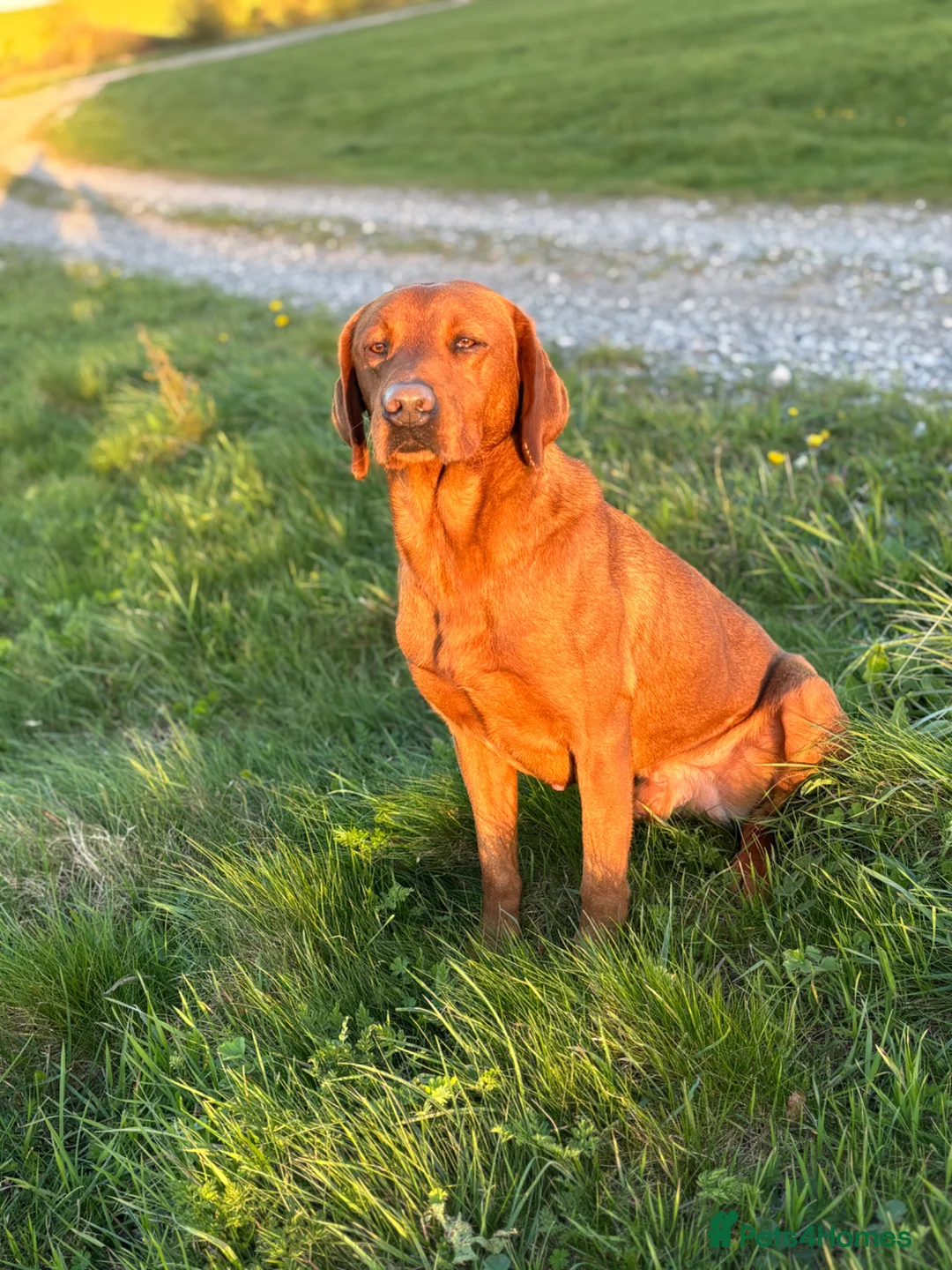 Labrador Retriever dogs for stud: Ozzy-proven health tested stud - Advert 2