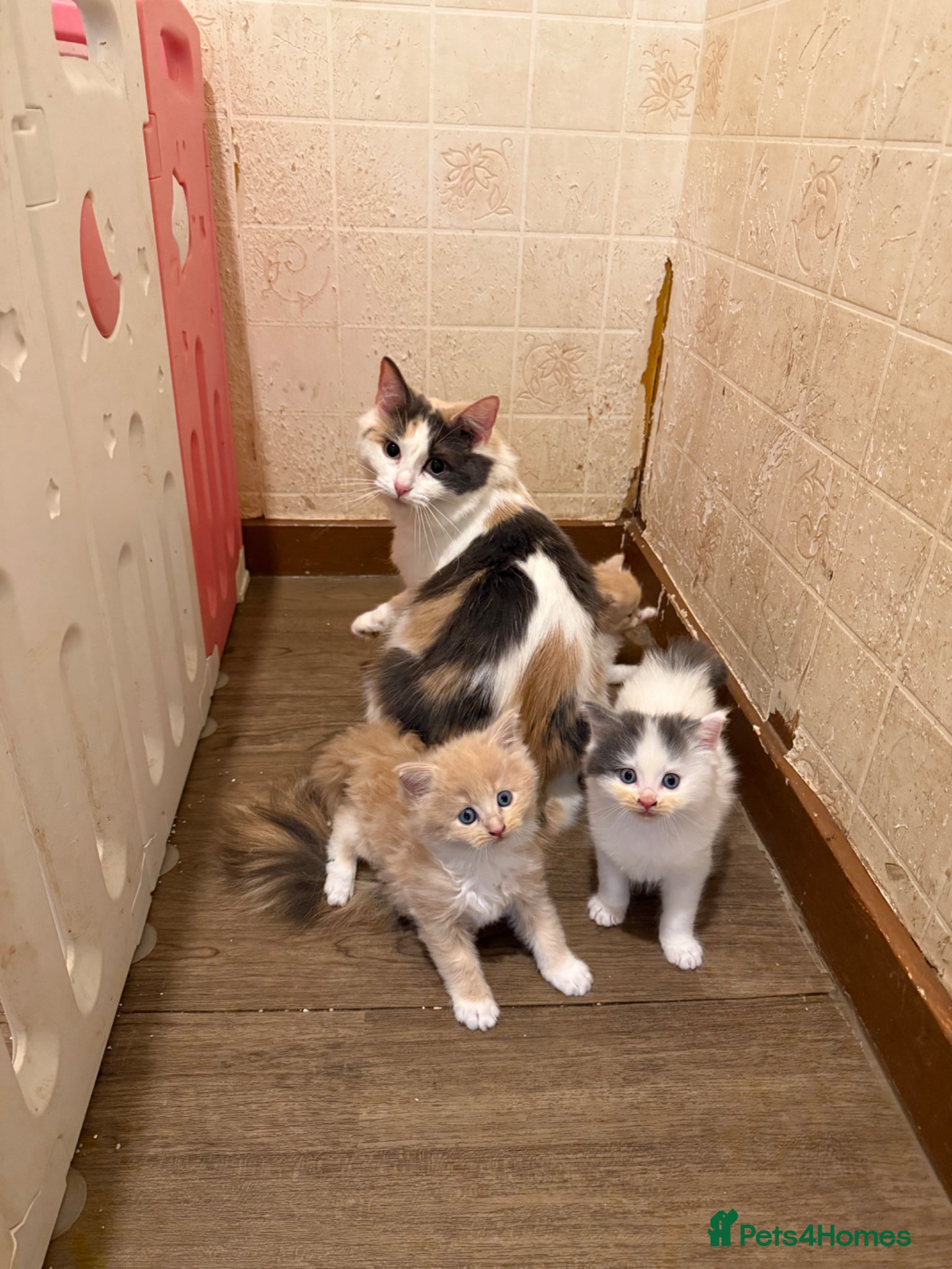 Ragdoll cats for sale: Half Ragdoll Kittens - Advert 6
