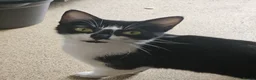 Domestic Shorthair cats for sale: Domestic Shorthair - Advert 1