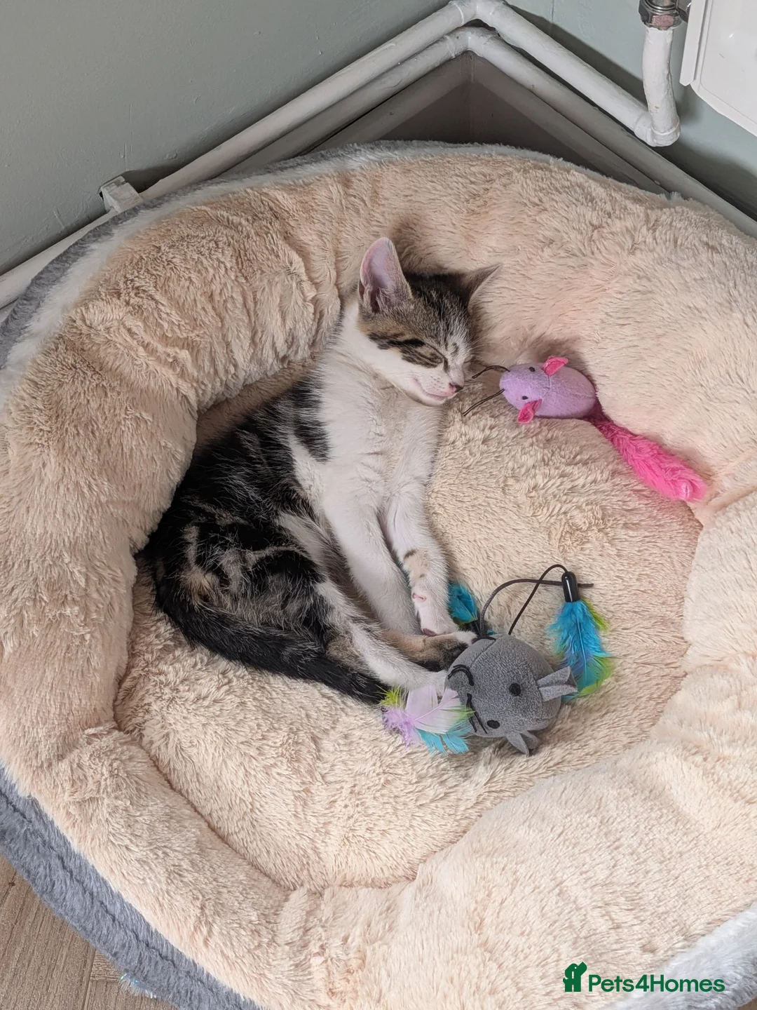 Mixed Breed cats for sale: Rescue kitty - approx 9 weeks - Advert 5