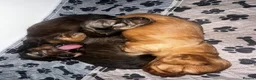 Miniature Dachshund dogs for sale: Gorgeous long haired miniature dachshund  - Advert 15