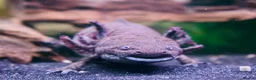 Axolotl reptiles for sale: Two female Axolotls  in West Molesey - Advert 2