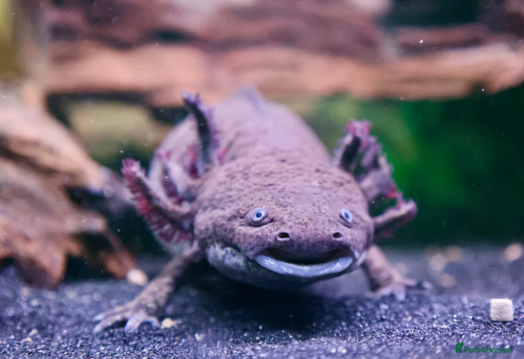 Axolotl reptiles for sale: Two female Axolotls  in West Molesey - Advert 2