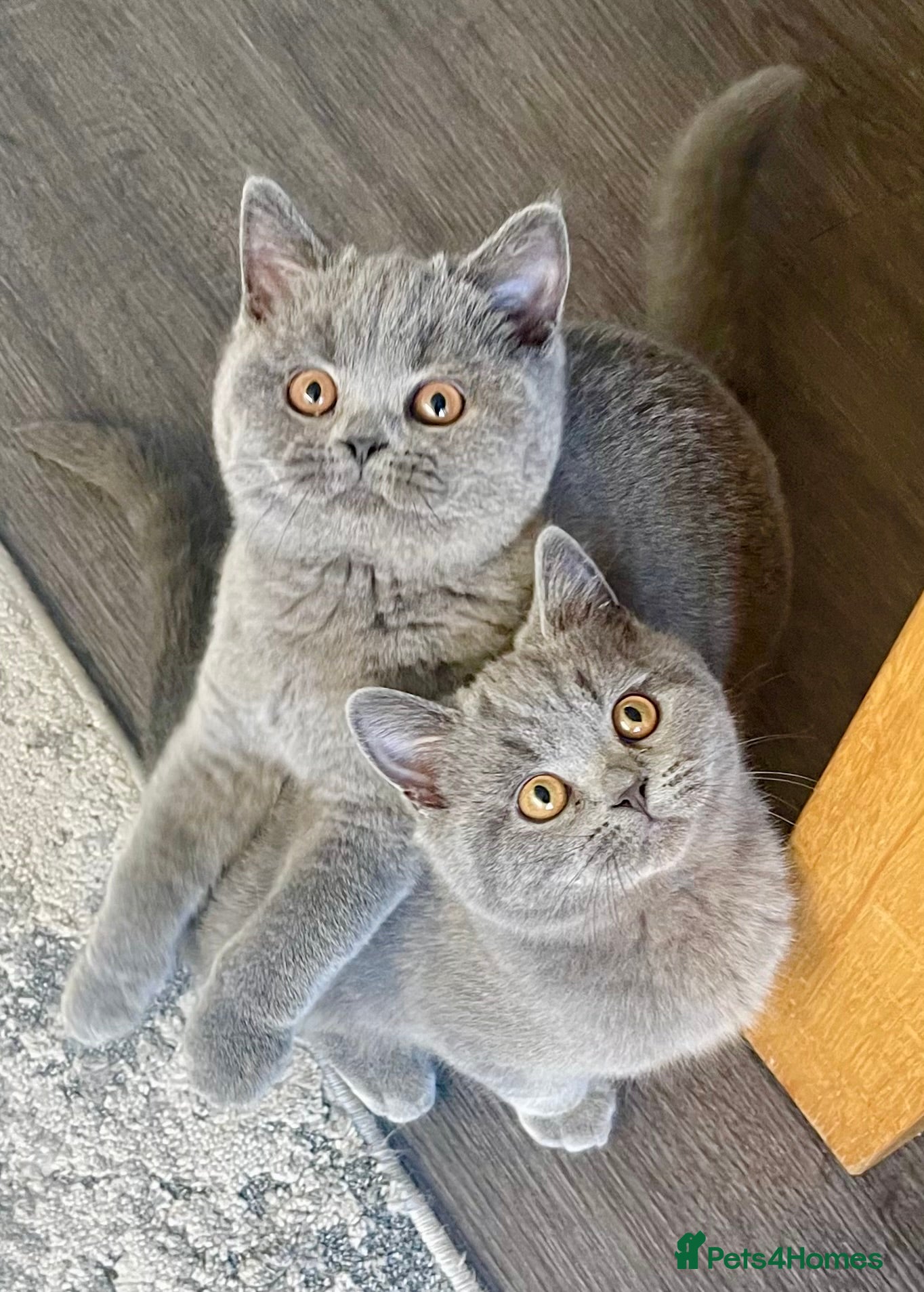 British Shorthair cats Beautiful British Shorthairs - READY TO GO - Advert 2