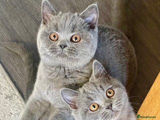 British Shorthair cats Beautiful British Shorthairs - READY TO GO - Advert 1