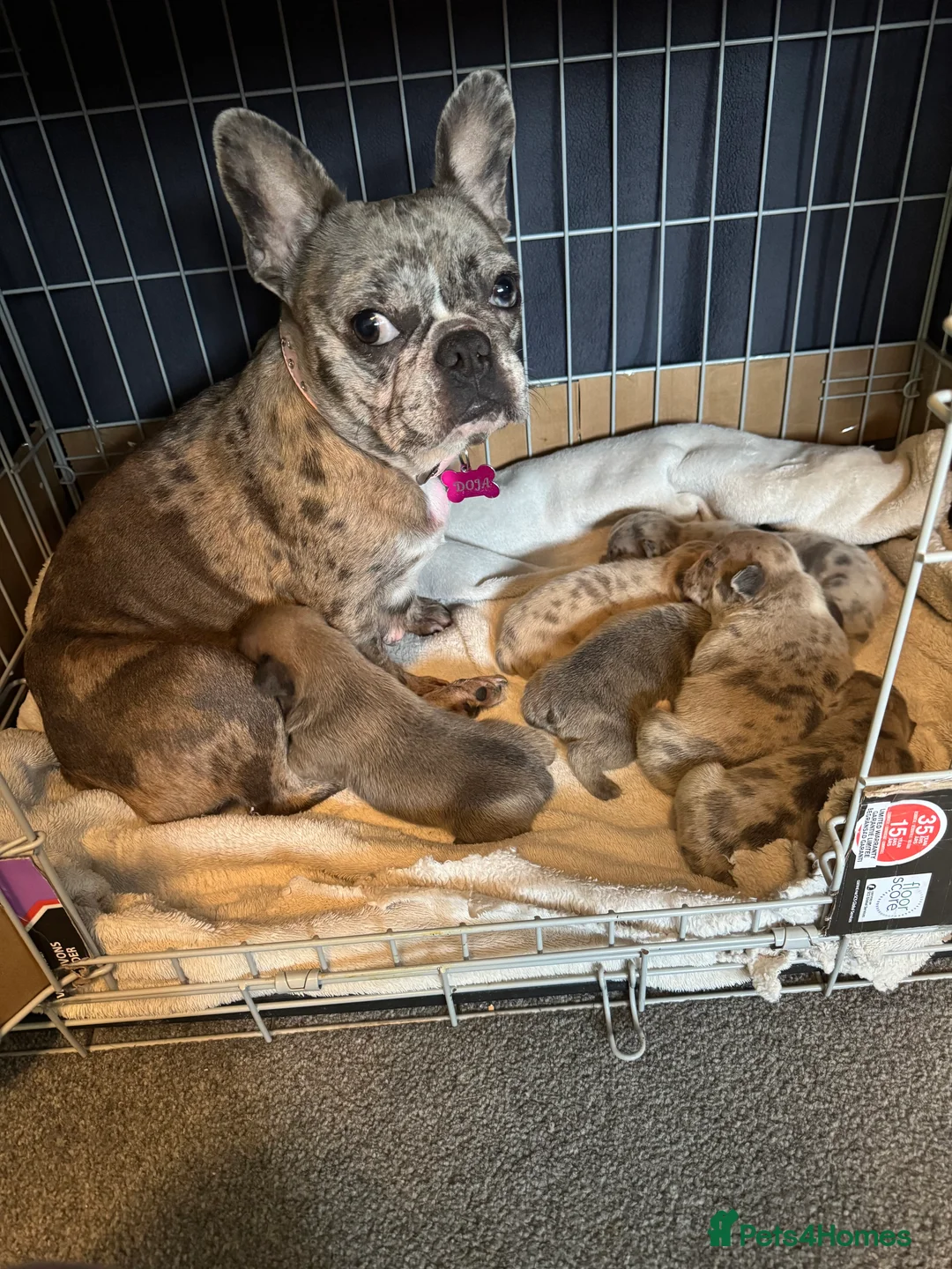 French Bulldog dogs for sale: Litter of 6 raised by a family with children  - Advert 1
