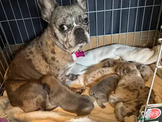 French Bulldog dogs Litter of 6 raised by a family with children - Advert 1