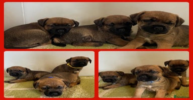 Border Terrier dogs - Advert 7