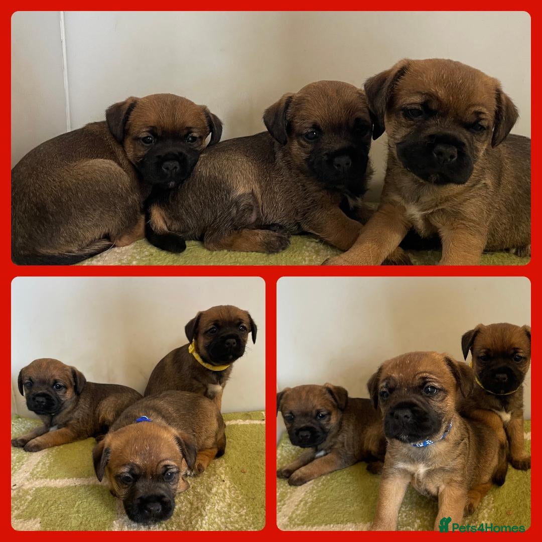 Border Terrier dogs for sale: Beautiful Border Terrier Puppys For Sale - Image 2