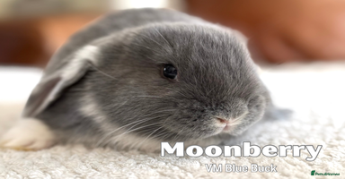 French Lop rabbits - Advert 5