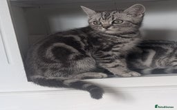 British Shorthair cats for sale: Classic British shorthair silver Tabby  - Image 9