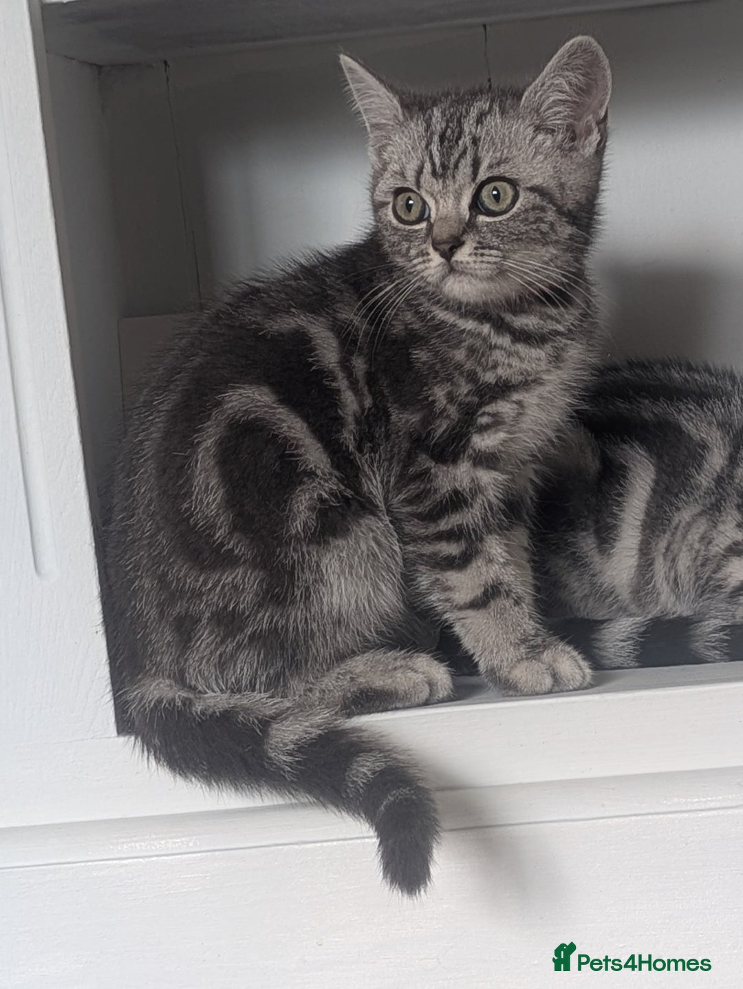 British Shorthair cats for sale: Classic British shorthair silver Tabby  - Image 9