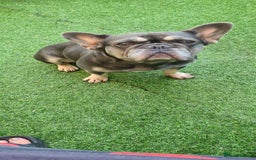 French Bulldog dogs for sale: French Bulldog (female) - Image 2