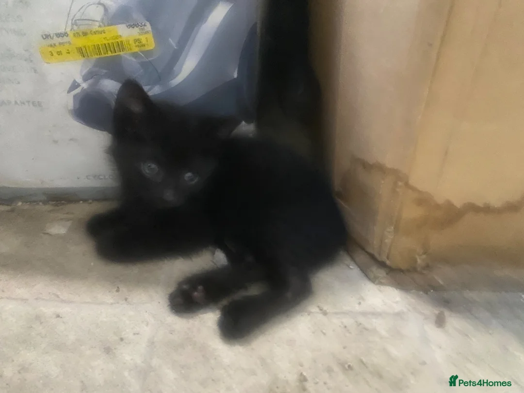 Mixed Breed cats for sale: Black&white kittens with black kittens in London - Advert 9