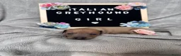 Italian Greyhound dogs for sale: Outstanding Italian Greyhound Puppies - Advert 10