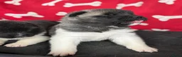 Akita dogs for sale: Quality KC registered American Akita Puppies - Advert 6
