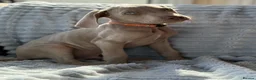 Weimaraner dogs for sale: 🐾Ready Now KC REG SILVER WEIMARANER PUPPIES 🐾 - Advert 2