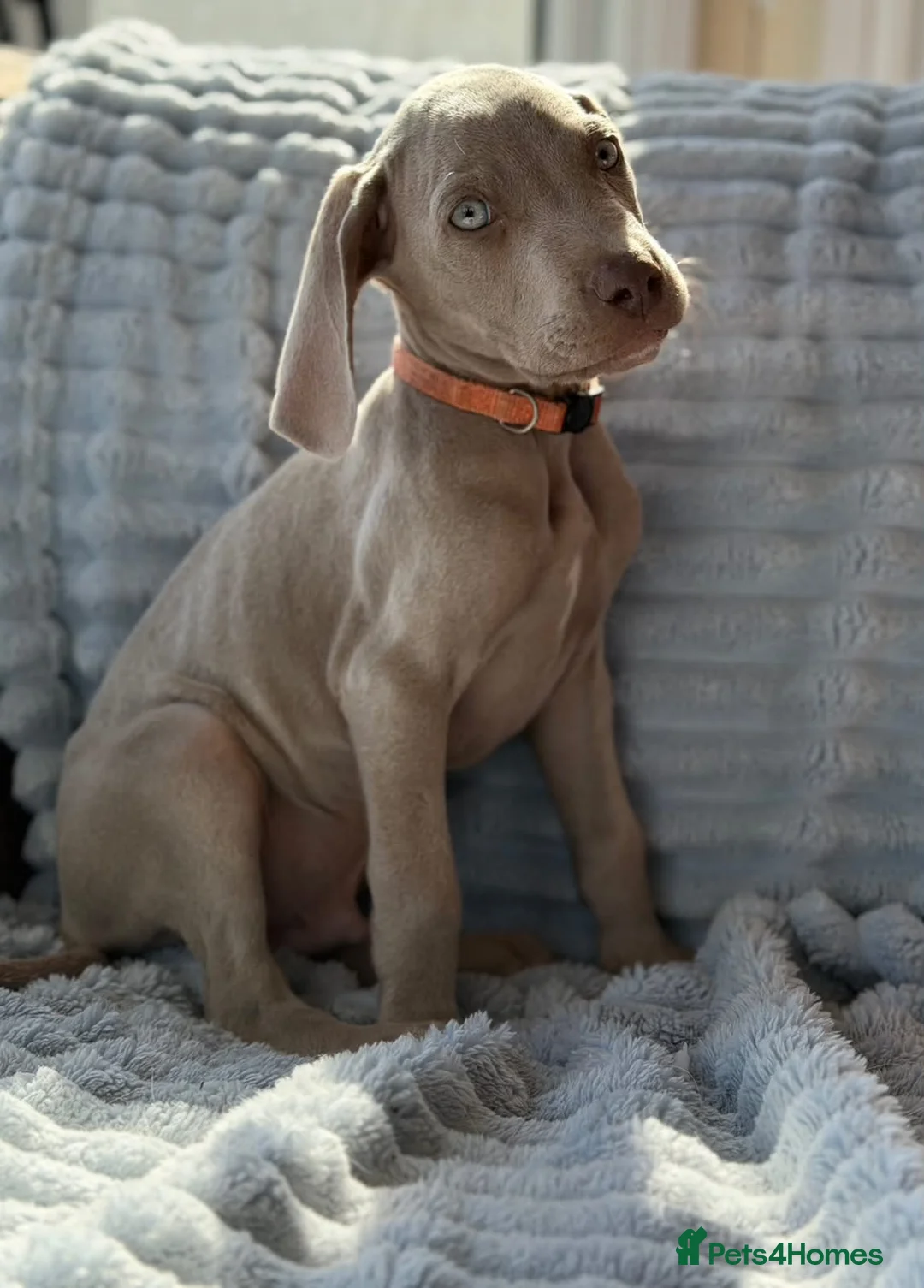 Weimaraner dogs for sale: 🐾Ready Now KC REG SILVER WEIMARANER PUPPIES 🐾 - Advert 2