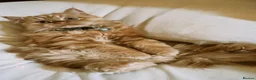 Persian cats for stud: 🏆 Proven Ginger Persian Stud|Experienced|Healthy - Advert 4