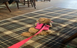 Shih Tzu dogs for sale: Sweet natured miniature female Shitzu  - Advert 7